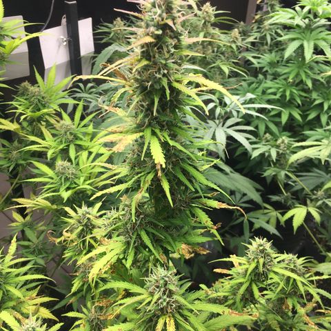 Do si dos auto  #1 Barney’s Farms  growlog timeline photo