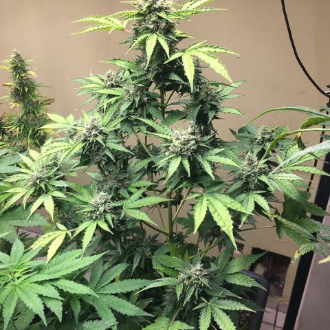 Do si dos auto  #2 Barney’s Farms growlog timeline photo