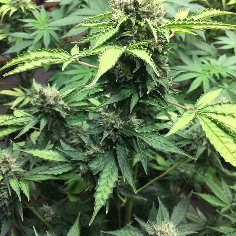 Do si dos auto  #2 Barney’s Farms growlog timeline photo