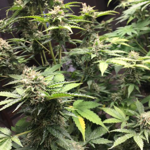 Do si dos auto  #2 Barney’s Farms growlog timeline photo