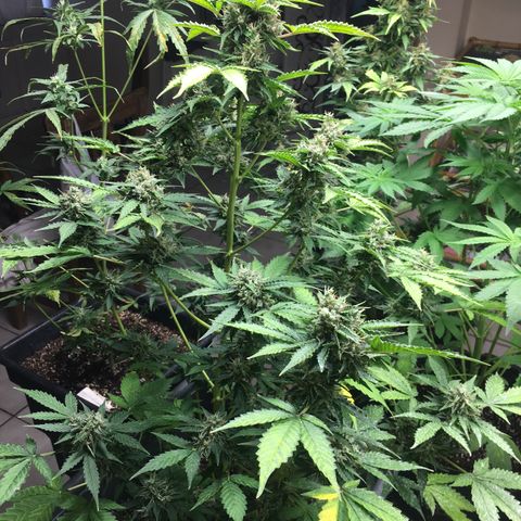 Do si dos auto  #2 Barney’s Farms growlog timeline photo