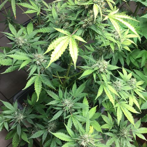 Do si dos auto  #2 Barney’s Farms growlog timeline photo