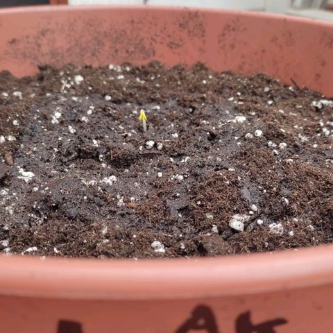 Lemon AK growlog timeline photo