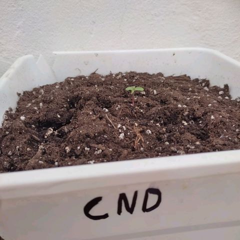 Original Cinderella Auto growlog timeline photo