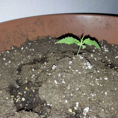 Original Cinderella Auto growlog timeline photo