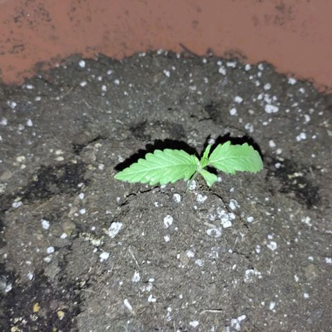 Original Cinderella Auto growlog timeline photo