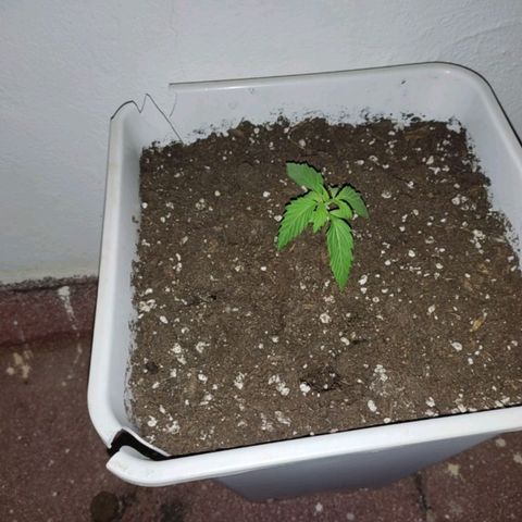 Lemon AK growlog timeline photo