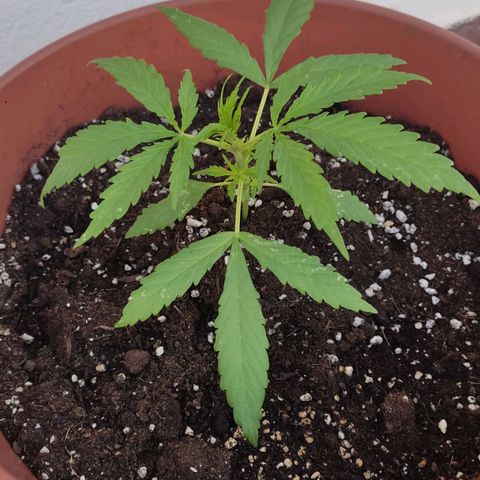 Lemon AK growlog timeline photo