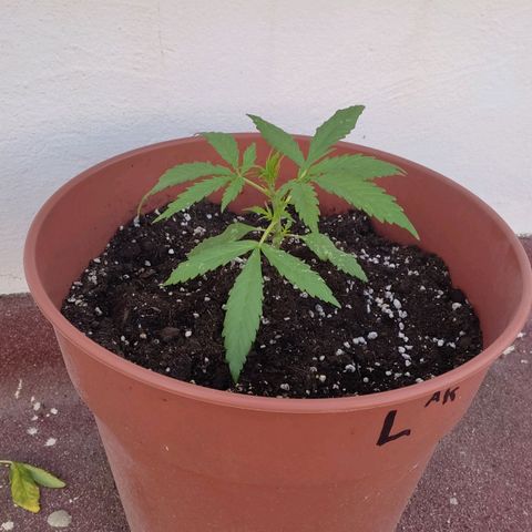 Lemon AK growlog timeline photo