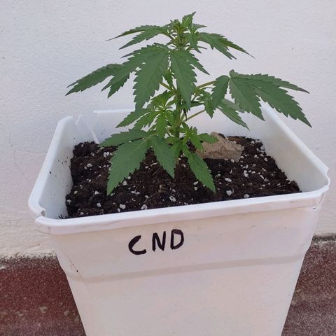 Original Cinderella Auto growlog timeline photo