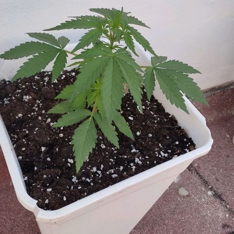 Original Cinderella Auto growlog timeline photo