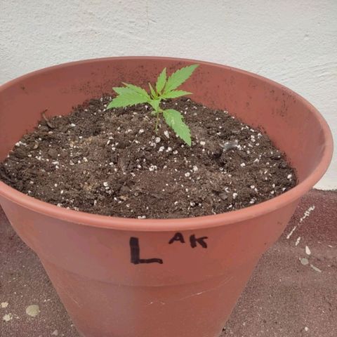 Lemon AK growlog timeline photo