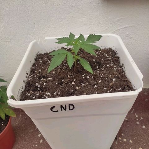 Original Cinderella Auto growlog timeline photo