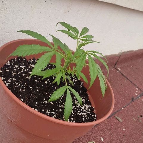 Lemon AK growlog timeline photo