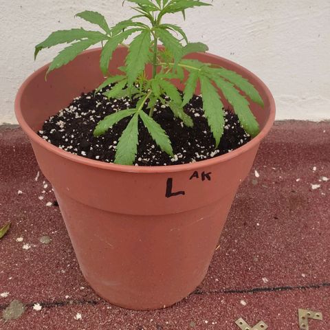 Lemon AK growlog timeline photo