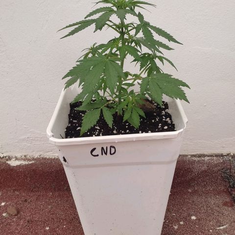 Original Cinderella Auto growlog photo: Looks perfect 