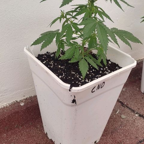 Original Cinderella Auto growlog photo: Looks perfect 