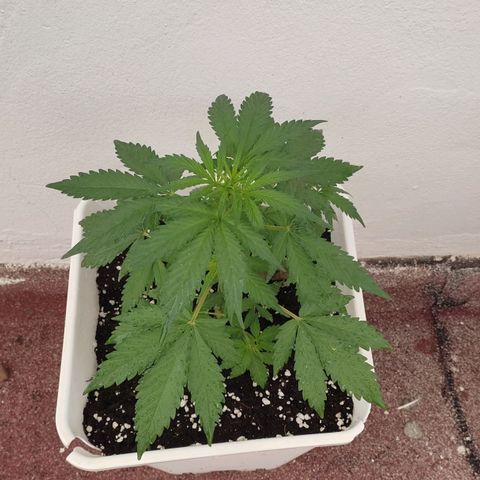 Original Cinderella Auto growlog photo: Looks perfect 