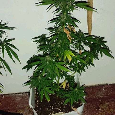 Original Cinderella Auto growlog timeline photo