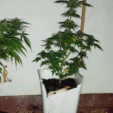 Original Cinderella Auto growlog timeline photo