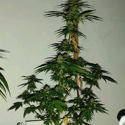 Original Cinderella Auto growlog timeline photo