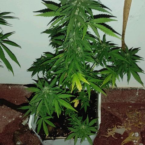 Original Cinderella Auto growlog timeline photo