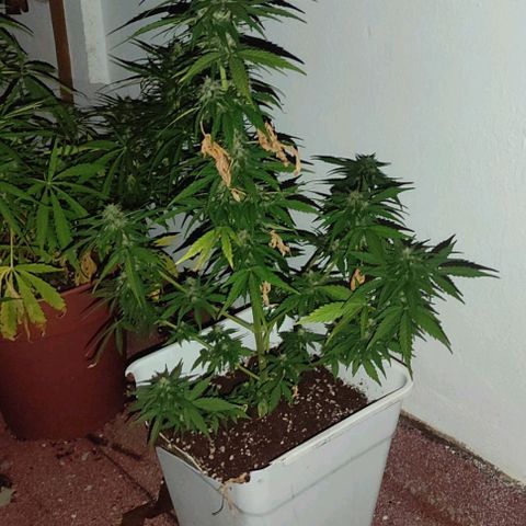 Original Cinderella Auto growlog timeline photo