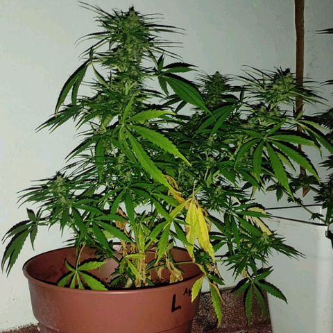 Lemon AK growlog timeline photo