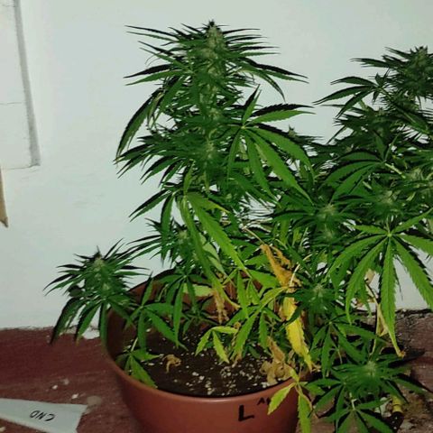 Lemon AK growlog timeline photo