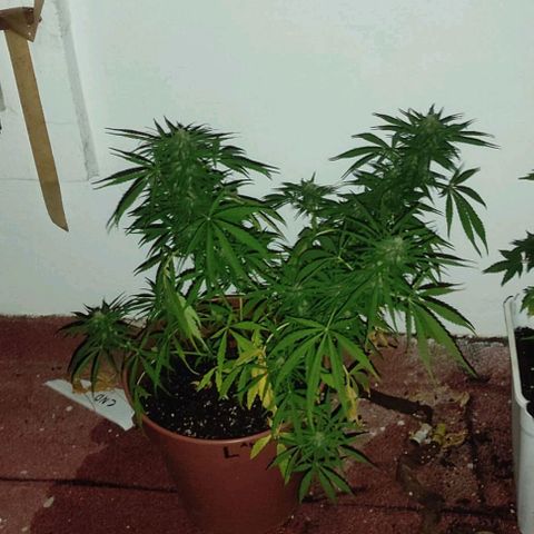 Lemon AK growlog timeline photo
