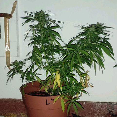 Lemon AK growlog timeline photo