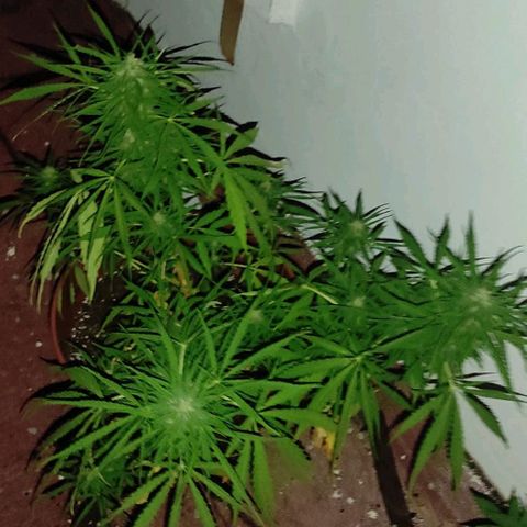 Lemon AK growlog timeline photo