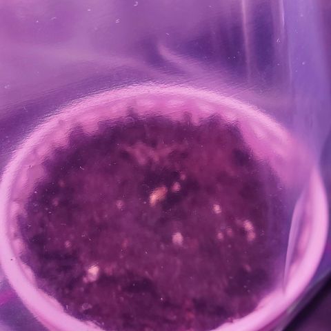 Mystery Mary  growlog photo: pic one: through plastic humidity bag. pick two: the next day