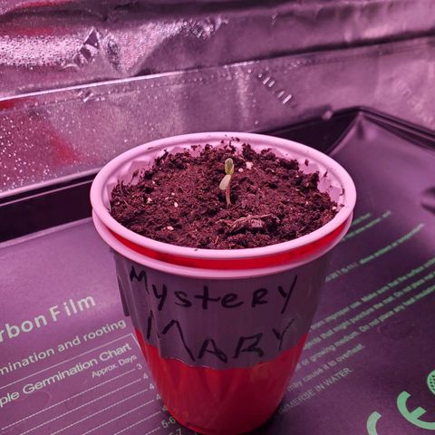 Mystery Mary  growlog photo: pic one: through plastic humidity bag. pick two: the next day