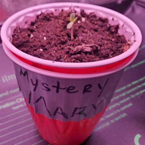 Mystery Mary  growlog photo: Mystery Mary- gentle misting 
