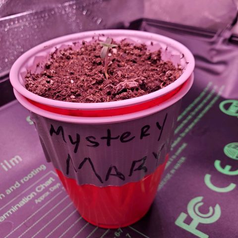 Mystery Mary  growlog photo: lighting timers added for convenience. 
