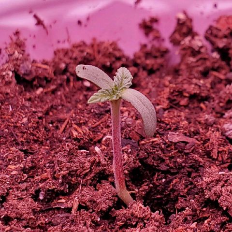 Mystery Mary  growlog timeline photo