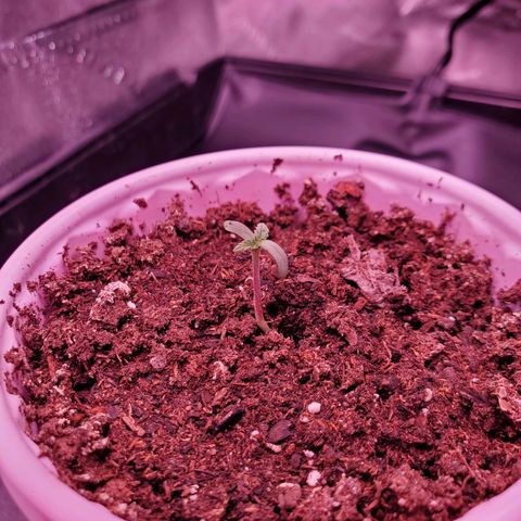 Mystery Mary  growlog timeline photo