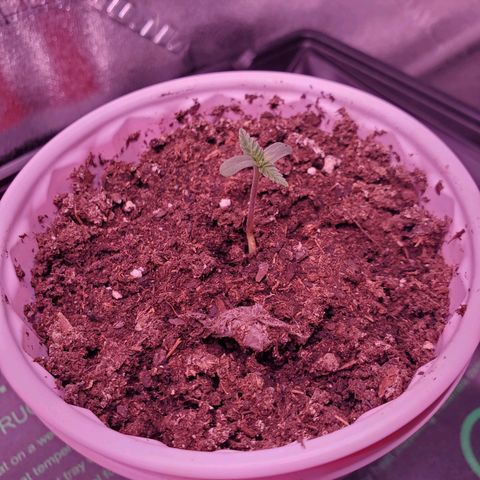 Mystery Mary  growlog photo: Day 7