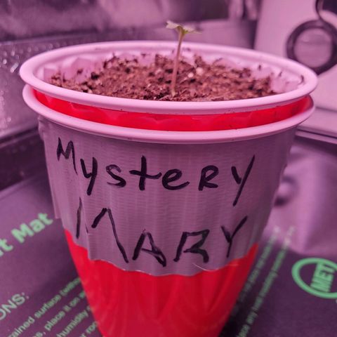 Mystery Mary  growlog photo: Day 7