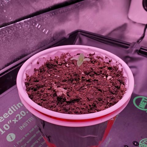 Mystery Mary  growlog photo: Keep on Keepin on lil lady....
