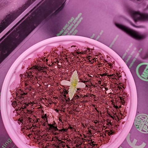 Mystery Mary  growlog photo: Keep on Keepin on lil lady....