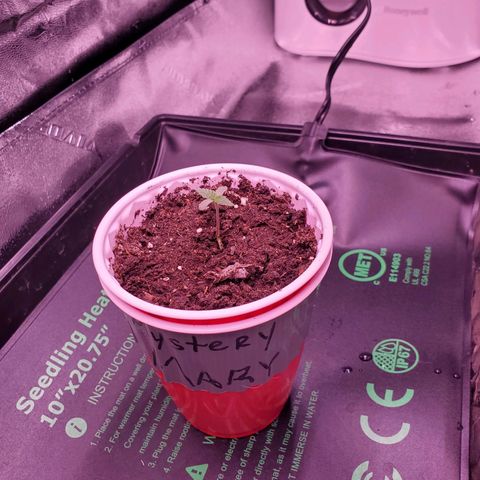 Mystery Mary  growlog photo: Keep on Keepin on lil lady....
