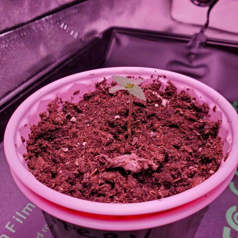 Mystery Mary  growlog photo: Day 11 from seed
