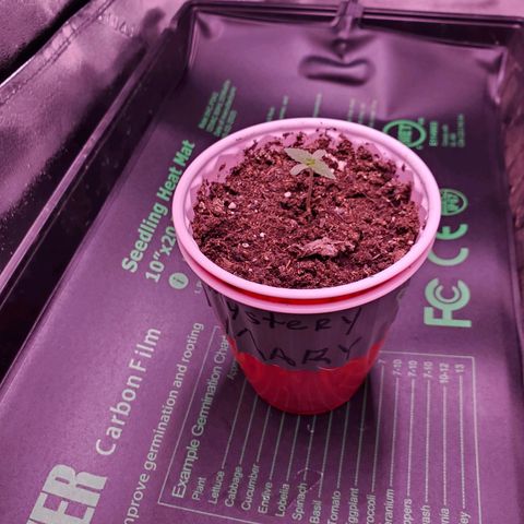 Mystery Mary  growlog photo: Day 11 from seed