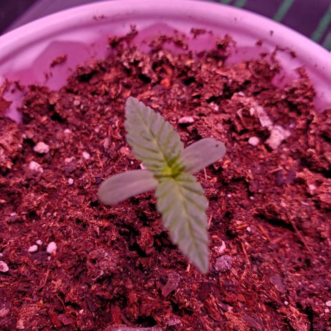 Mystery Mary  growlog photo: Day 11 from seed