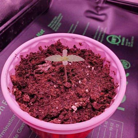 Mystery Mary  growlog photo: Day 11 from seed