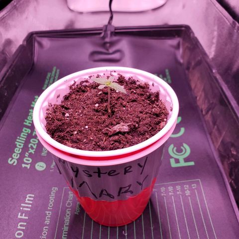 Mystery Mary  growlog photo: Day 11 from seed