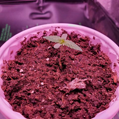 Mystery Mary  growlog photo: Day 11 from seed