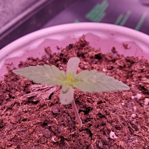 Mystery Mary  growlog photo: Day 12